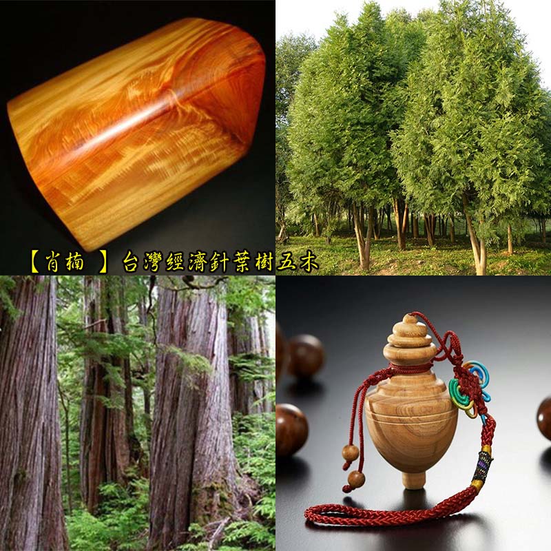 【肖楠 】台灣經濟針葉樹五木 Taiwan wood carving Calocedrus formosana